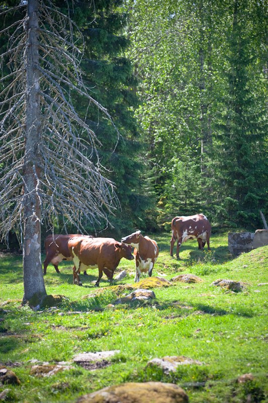 Ruuantuotanto on yksi merkittävästi luonnon monimuotoisuuteen eli biodiversiteettiin vaikuttava ja siitä riippuvainen tuotannonala. 